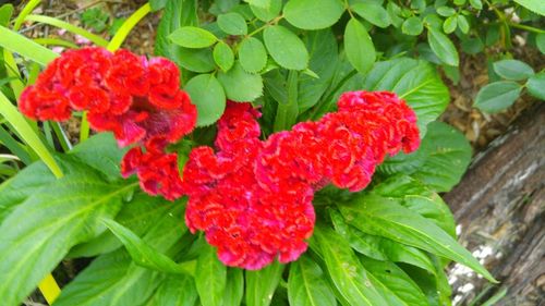 Close-up of red plant