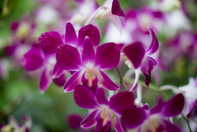 Close-up of purple flowering plants in park