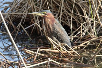 Close-up of bird perching on nest