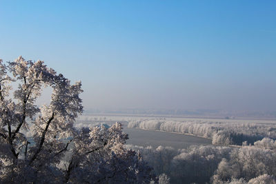 Close-up of tree against clear sky during winter