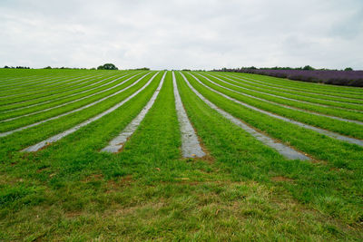 Scenic view of agricultural field against sky