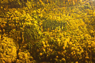 Aerial view of autumn forest in south styrias green hart of austria. view at hiking paths 