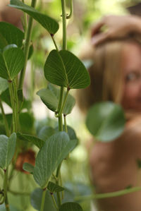 Close-up of fresh green plant