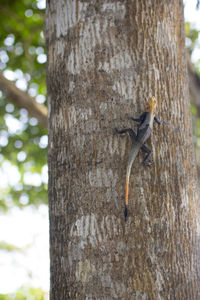 Close-up of lizard on tree trunk
