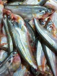 High angle view of fish for sale in market