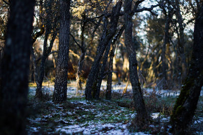 Trees in forest