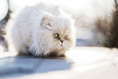 Close-up of a cat