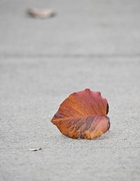 Close-up of dry autumn leaf