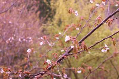 Close-up of pink cherry blossoms in spring