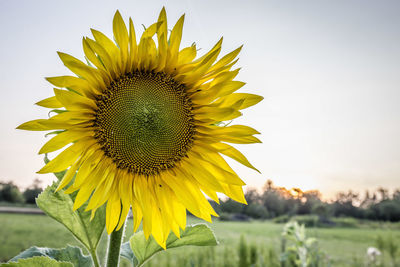 Close-up of sunflower on field against sky