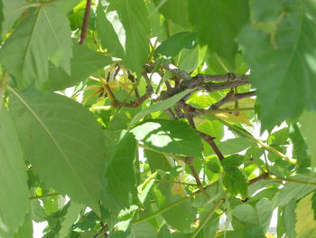 Close-up of tree