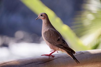 Close-up of bird perching on a wall