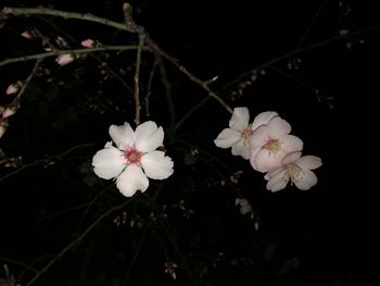 Close-up of flowers blooming outdoors