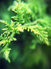 Close-up of plant
