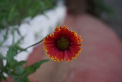 Close-up of orange flower blooming outdoors