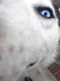 Close-up of cat against sky