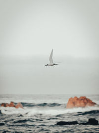 Seagull flying over sea against sky