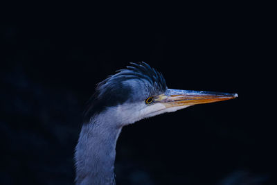 Close-up of grey heron