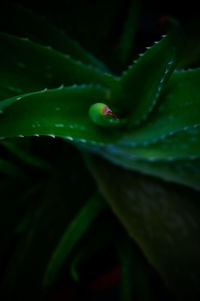 Close-up of plant