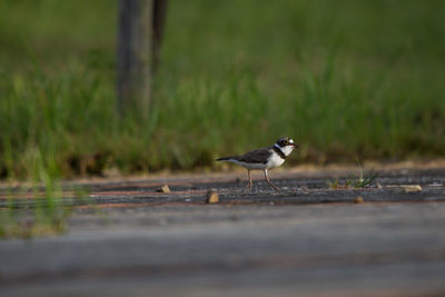 View of bird perching on wood