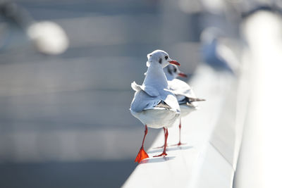 Close-up of seagull