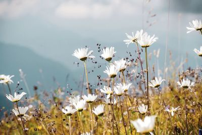 Close-up of white flowering plants on field