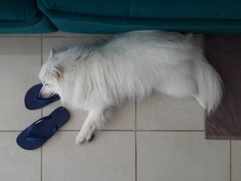 White cat sitting on tiled floor