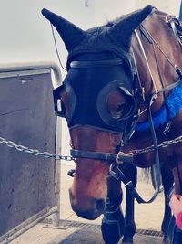 Close-up of horse cart