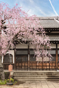 Pink flowering tree by building against sky