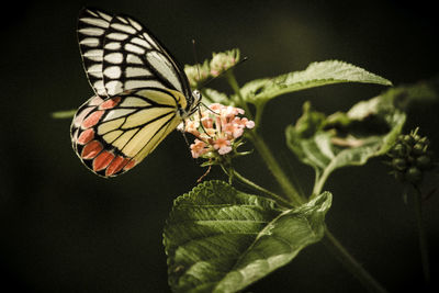 Close-up of butterfly pollinating on flower