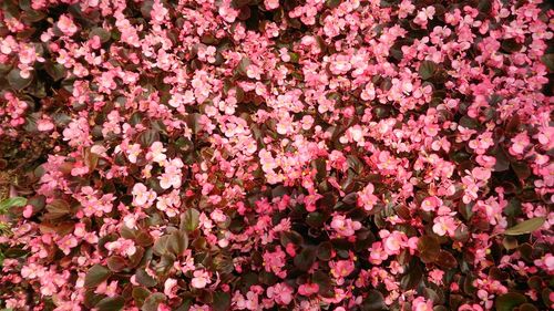 Full frame shot of pink flowering plants