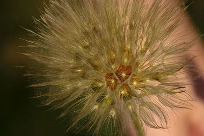 Close-up of dandelion