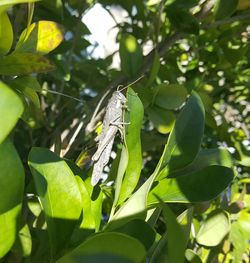 Close-up of lizard on tree