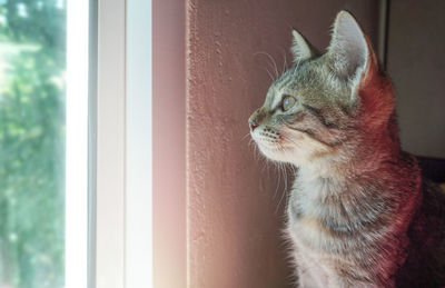 Close-up of a cat looking away