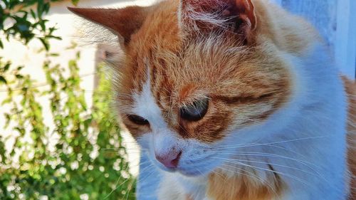 Close-up of a cat looking away