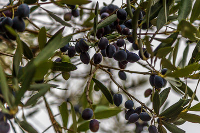 Close-up of berries growing on tree