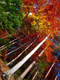 Trees in park during autumn