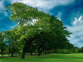 Trees on field against sky