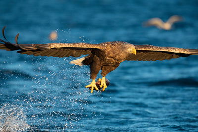 Seagull flying above a bird