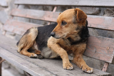 Dog looking away while sitting on wood