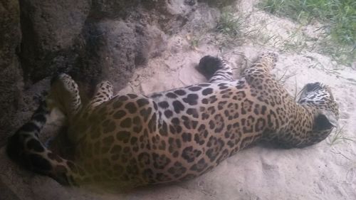 Cat lying on the ground