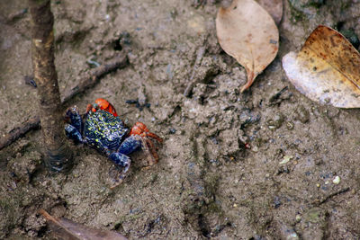 High angle view of insect on rock