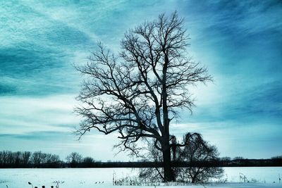 Bare trees on snow covered landscape