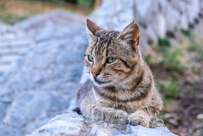 Close-up of a cat looking away