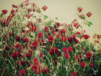 Close-up of poppies on field against sky