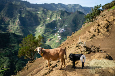 Horses in a mountain