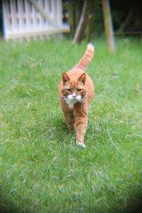 Portrait of cat in backyard