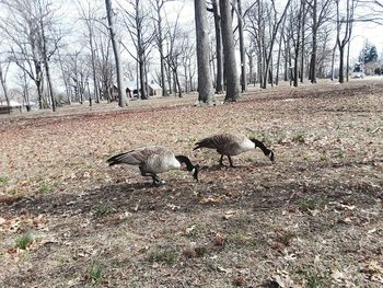 Flock of birds on field