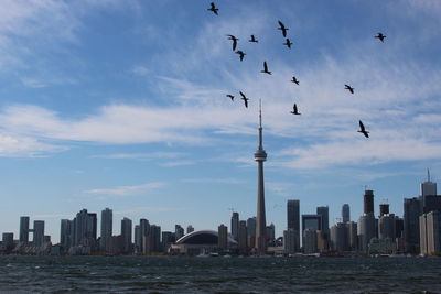 Birds fly in front of the toronto skyline
