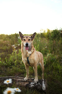 Portrait of dog standing on field